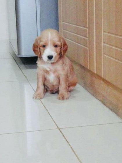 Petspace - Dog Boarding Our Pack Through the Years photo 50