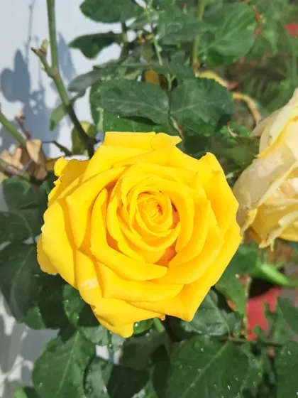 Bhardwaj - Urban Gardening Consultation A Riot of Colorful Flowers photo 87