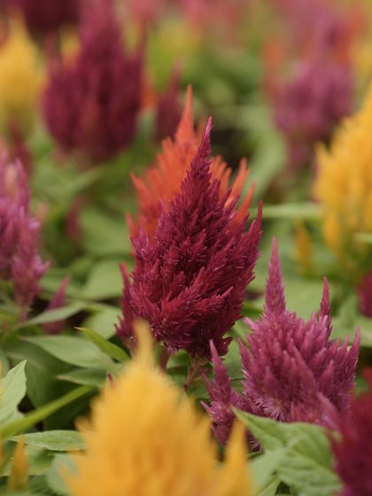 A field of Celosia, also known as cockscomb, in fiery shades of red, orange, and yellow. Their unique, flame-like plumes add incredible texture and long-lasting color to gardens.