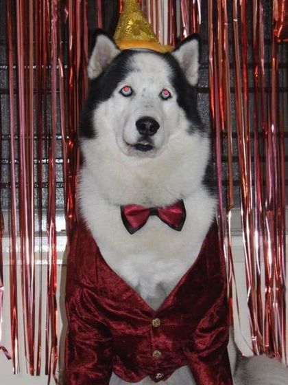 K9 Gurukul - Dog Boarding & Daycare Birthday Paw-ties & Celebrations photo 15