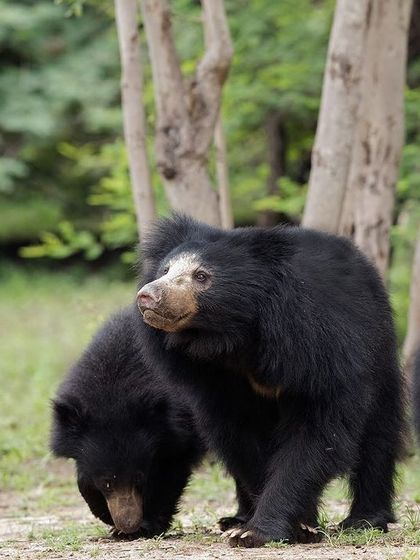 A family of Sloth Bears foraging together. Observing family interactions is a key part of understanding animal behavior.