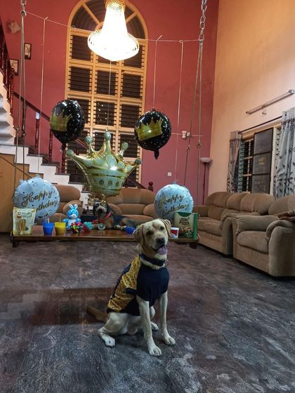 K9 Gurukul - Dog Boarding & Daycare Birthday Paw-ties & Celebrations photo 3