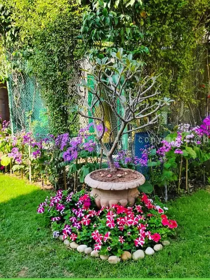 A complete garden view highlighting multiple flower beds with Petunias and other seasonal varieties, creating a picturesque landscape.