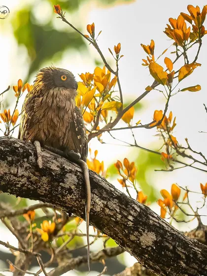 This series captures a Brown Fish Owl with its snake kill in Pilibhit Tiger Reserve. From the intense stare to the act of consumption, these images tell the full story of a successful hunt.