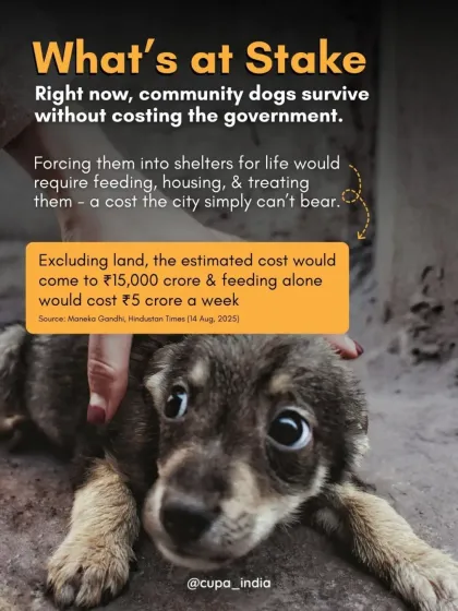 Cupa - Animal Cruelty Legal Aid & Advocacy Our Legal Fight for Animals photo 35