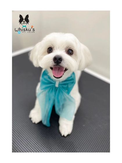 Furrybells Pet Grooming - Pet Grooming (Dogs & Cats) Breed-Specific Dog Styles photo 40