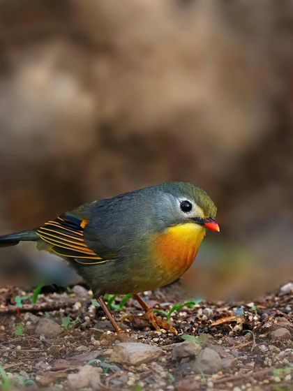A Red-billed Leiothrix forages on the ground. This shot captures a less common view of the bird, showing it searching for food among the leaf litter.