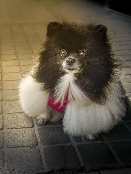 The original portrait of the Pomeranian, which served as the base for all the fun, creative edits.