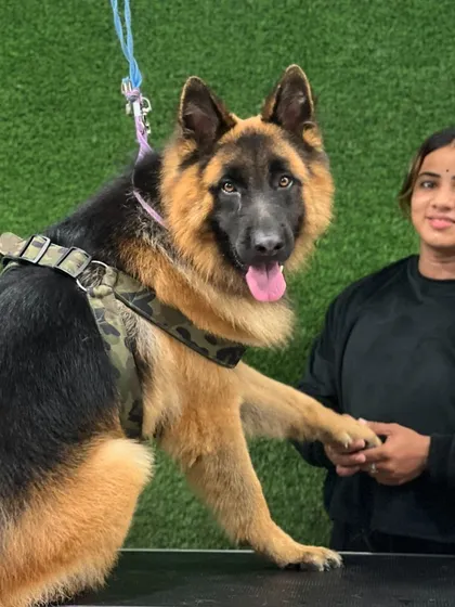 Building trust is the foundation of my work. Here I am sharing a moment with a beautiful German Shepherd after his grooming session. A calm and happy dog is the best sign of a job well done, and I pride myself on making every animal feel safe and comfortable in my care.