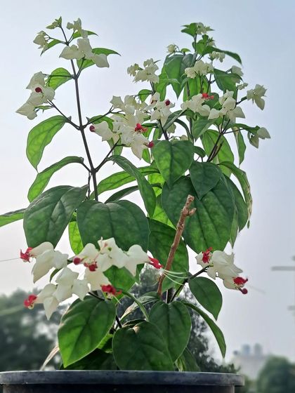 Bhardwaj - Urban Gardening Consultation A Riot of Colorful Flowers photo 198