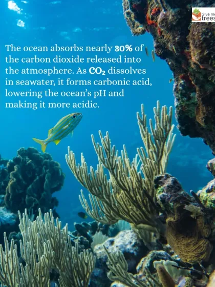 An infographic detailing how CO2 absorption leads to ocean acidification. We break down complex environmental issues into easy-to-understand content.