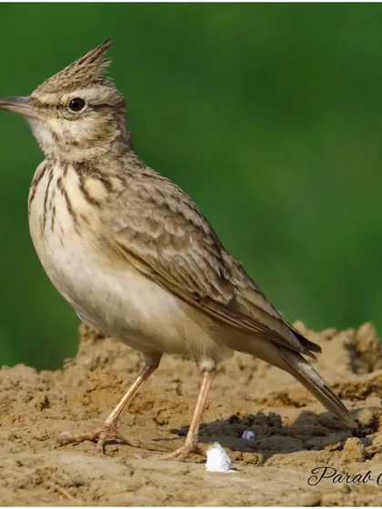 The Crested Lark is a common bird of open, dry country, often seen along roadsides. Its jaunty crest and beautiful song have made it a bird of special significance in many cultures.