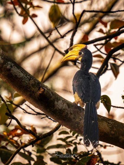 Portraits of the Wild photo 8