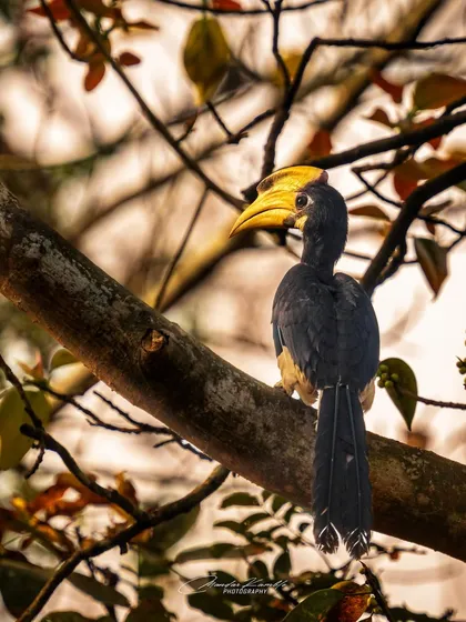 A Malabar Pied Hornbill seen through the branches. The soft, warm light of the evening gives this portrait a gentle and peaceful feeling.