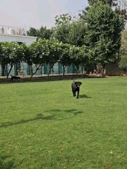 This is what happiness looks like. A wide-open lawn, green grass, and the freedom to run. We provide a safe, expansive dog park environment for daily exercise and fun.