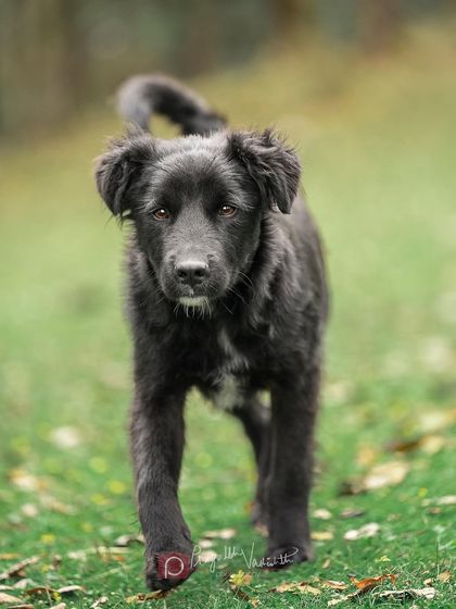 Pragalbh - Commercial Pet Photography On Location: Himalayan Dogs & Livestock photo 11