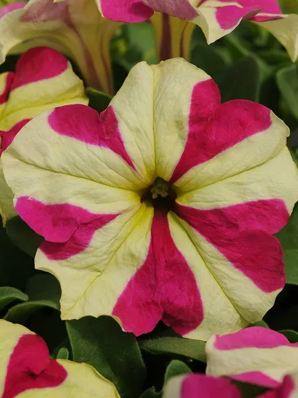 A playful and unique pinwheel petunia, with bold pink stripes alternating with creamy yellow. This variety is sure to be a conversation starter.