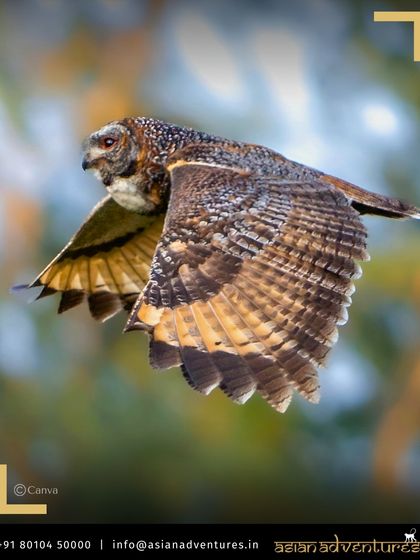 Birdwatching Sanctuaries of India photo 11