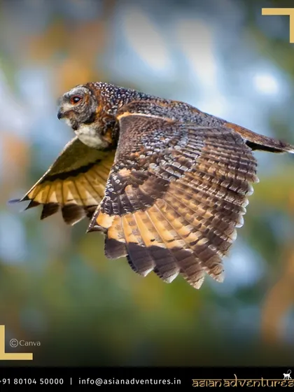 A Mottled Wood Owl in flight, a ghostly presence in the forests of Central India. Our night walks and drives often reveal the secret lives of nocturnal birds and animals.