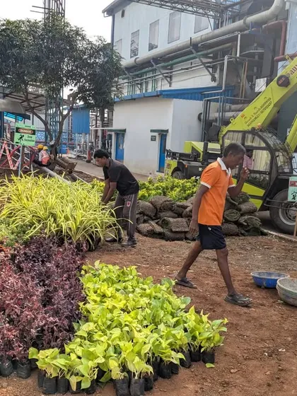 In addition to lawn work, this project involved planting thousands of ground cover plants. Here, our team organizes a variety of colorful plants before they are placed.
