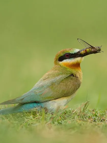 A Blue-tailed Bee-eater on the ground with its catch, an unusual perspective for this typically arboreal bird.