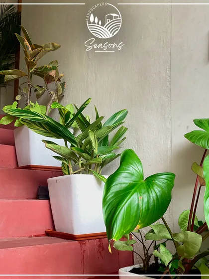 A variety of indoor plants, including Calatheas and Philodendrons, arranged on a staircase. This creative use of space turns a functional area into a beautiful, cascading indoor garden.