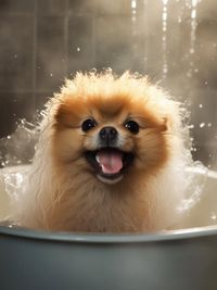 Dog Bathing