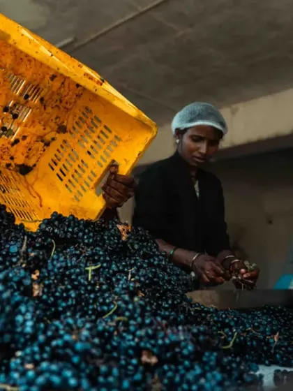 Quality is paramount, and it starts with meticulous selection. Our dedicated team sorts through the freshly harvested grapes by hand, ensuring that only the most perfect fruit makes its way into our wines. This human touch is a critical step in our craft.