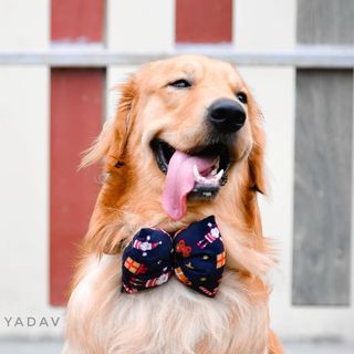 Noida Pet World