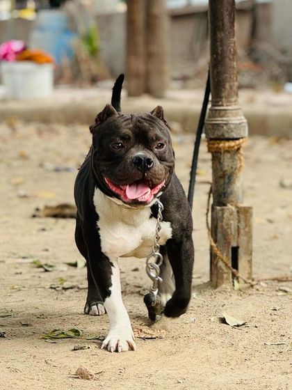 Sultan on his daily walk, showing his energetic and lively spirit.