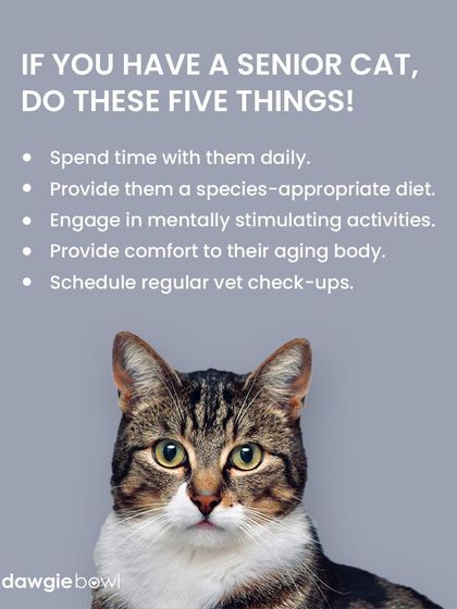 If you have a senior cat, here are five things you can do to add joy to their golden years. Providing a species-appropriate diet is one of the most important things you can do for their aging body.