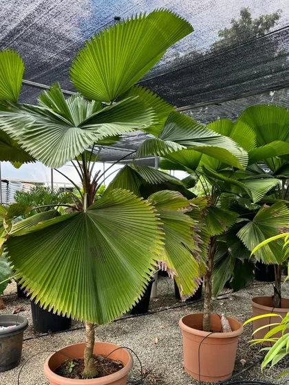 The magnificent pleated leaves of a Licuala Grandis, or Ruffled Fan Palm. We import these exotic palms from Malaysia to bring a touch of the tropical sublime to our clients' gardens.