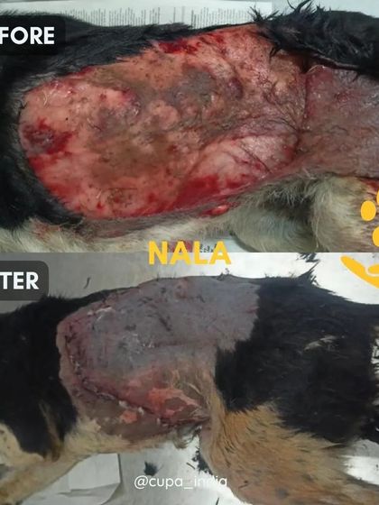 Cupa - Emergency Animal Rescue & Treatment Our Impact in Numbers photo 19