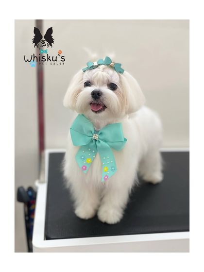 Furrybells Pet Grooming - Pet Grooming (Dogs & Cats) Breed-Specific Dog Styles photo 8