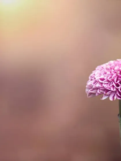 This is a perfect example of creating a beautiful, blurry background, a technique we call 'bokeh'. In my workshops, I teach you how to use your DSLR's settings, specifically the aperture, to isolate your subject and make it stand out just like this. It's one of the first steps to moving beyond auto mode and taking truly artistic photos.