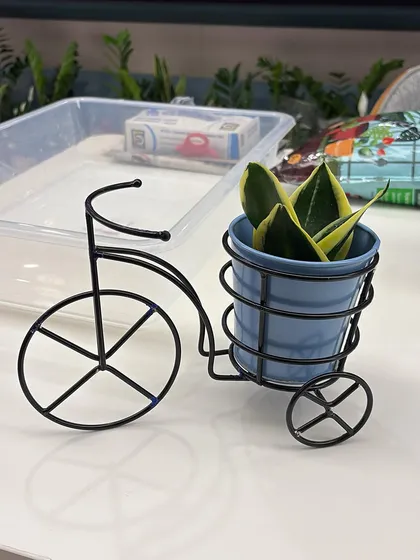 I love finding unique and fun planters to offer my clients. This quirky bicycle planter holding a snake plant is a great example of how a little creativity can add personality and a smile to your desk or shelf.