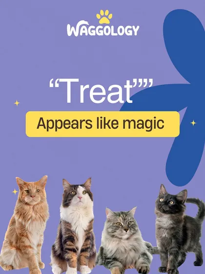 The one word that works like magic? 'Treat'. Suddenly, your cat appears out of thin air, ready for their reward.