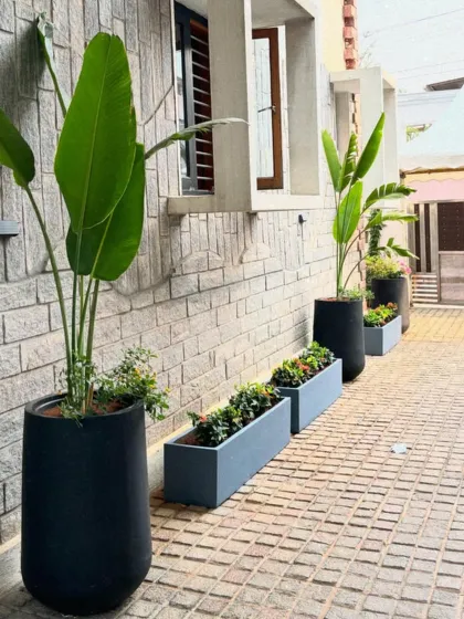 A row of modern planters along a brick wall, featuring tall Bird of Paradise plants. This image showcases a residential property that has flourished under our regular maintenance program.