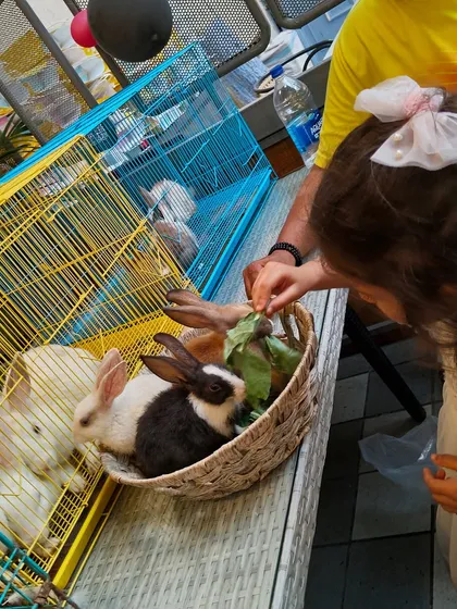 A closer look at our petting zoo station, where children can safely interact with and feed gentle animals like these rabbits. We ensure the welfare of the animals and the safety of the children at all times.