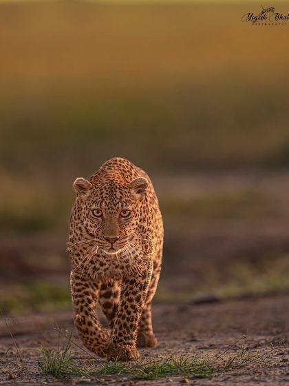 A head-on shot of a leopard in the golden light. Staying low and letting the animal come to you is key. This creates a connection that is both intimate and powerful.
