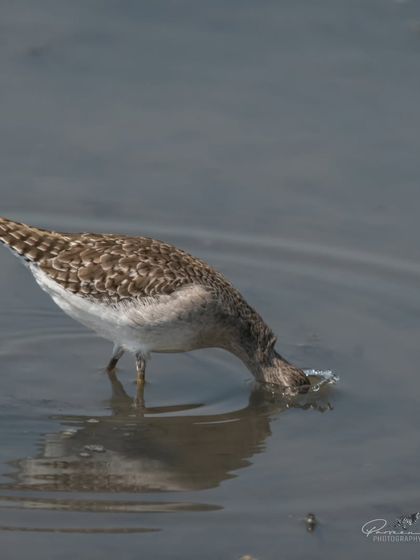 The Wood Sandpiper dipping its beak into the water to catch a meal.