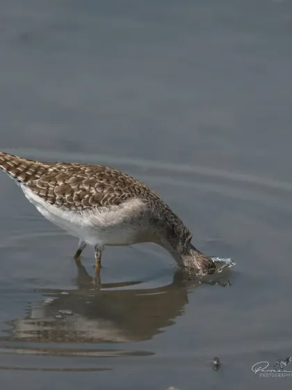 The Wood Sandpiper dipping its beak into the water to catch a meal.