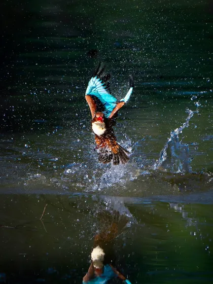 This is the moment a white-throated kingfisher hits the water, a spectacle of speed and precision. Capturing the splash and the bird's focused dive required perfect timing and a fast shutter speed. It’s a testament to the incredible hunting skills of these small, colorful birds.