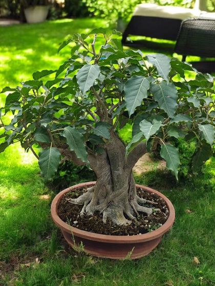 A Bodhi bonsai with a beautiful, thick, and twisted trunk line. The nebari, or surface roots, are well-developed, giving it an ancient and grounded appearance.