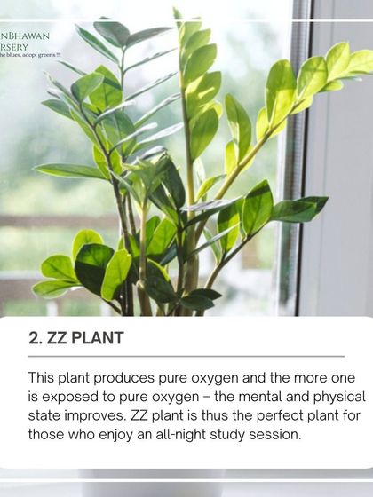 The ZZ plant produces pure oxygen, which can improve mental and physical states. This makes the ZZ plant a perfect companion for those who enjoy an all-night study session.