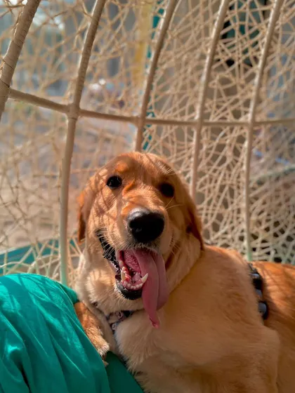 A happy golden retriever enjoying the sunshine and cuddles in our swing chair. Pure bliss!
