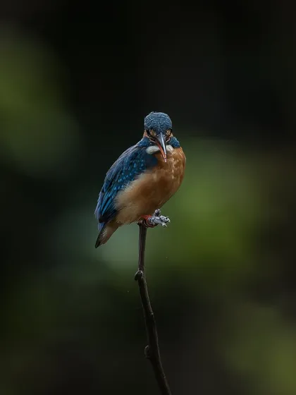 A common kingfisher perched on a thin branch, looking directly at the camera. The dark background makes its vibrant blue and orange colors stand out, creating a striking portrait.