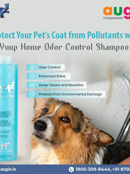 Augie Pets - Pet Grooming Services Shampoos & Conditioners for Every Coat photo 5
