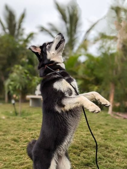 Poochkoo Mutts & Nutts - Dog Training & Behavior Modification Life at the Ranch photo 11