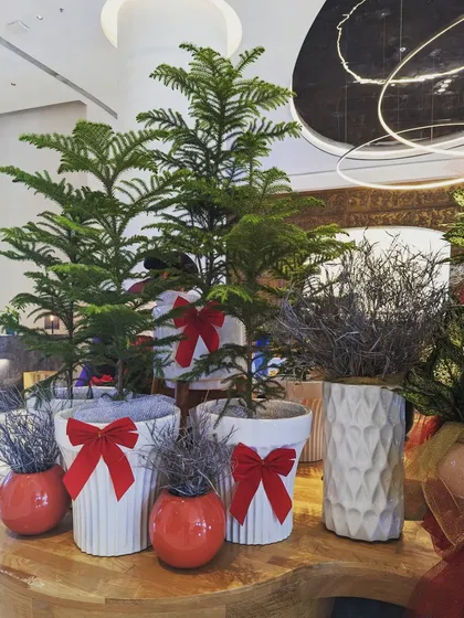 We used real Norfolk Pine trees as mini Christmas trees for this hotel lobby installation. Paired with simple white pots and red ribbon bows, they create a clean, elegant, and naturally festive look.